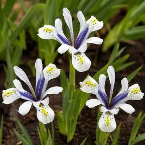 Ирис reticulata Eye Catcher фото