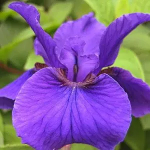 Ирис Sibirica Rosebud Melody фото