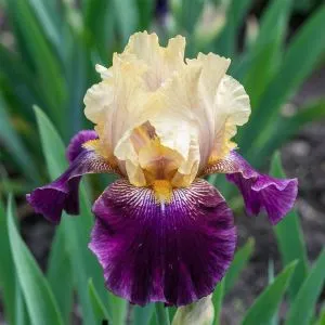 Ирис Royal Harlequine фото