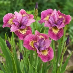 Ирис Sibirica Ruby Gold фото