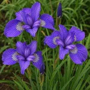 Ирис Sibirica Mabel Coday фото