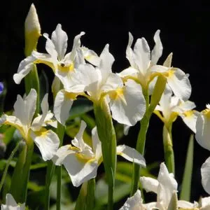 Ирис Siberica Snow Queen фото