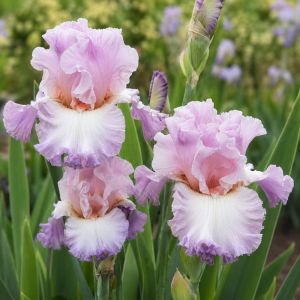 Ирис Vienna Waltz фото