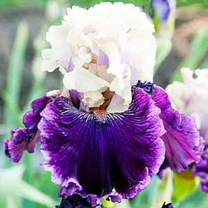 Ирис Viking Dancer фото
