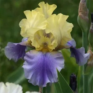 Ирис Edith Woolford фото