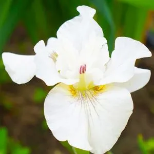 Ирис Siberica Not Quite White фото
