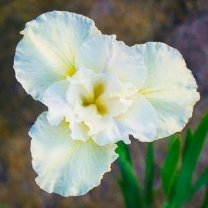 Ирис Sibirica Yellow Tail фото