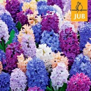 Микс ландшафтный Irresistible Fragrance (Брендовые луковицы Jub Holland) фото
