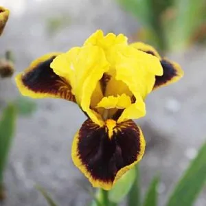 Ирис Pumila Hot фото