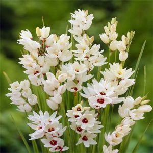 Иксия Giant фото