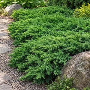 Можжевельник Green Carpet фото