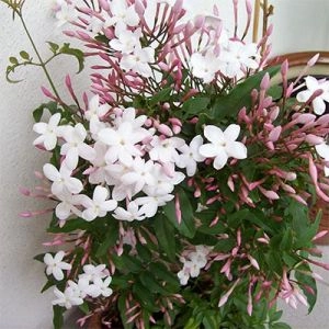 Жасмин Officinale фото