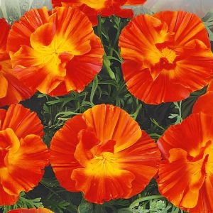 Эшшольция оранжевая 0,5 г фото