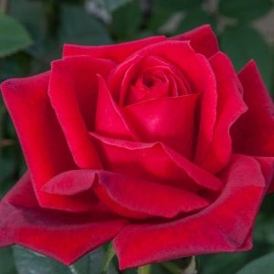 Роза Jubilee de Papa Meilland фото