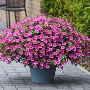 Калибрахоа MF Pink фото