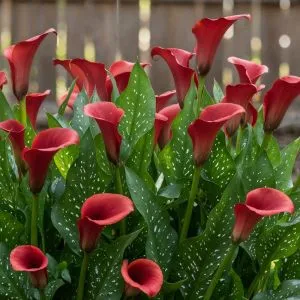 Калла Royal Valentine фото