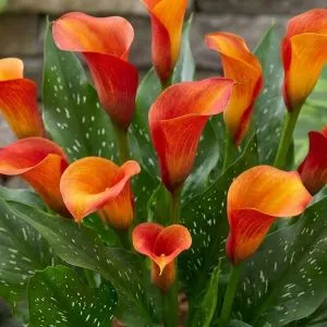 Калла Vulcano фото