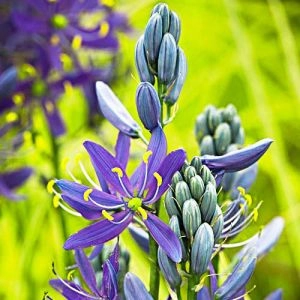 Камассия Quamash Blue Melody фото