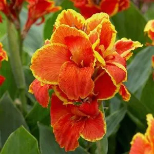 Канна Golden Flame фото