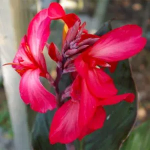 Канна Red Wine фото