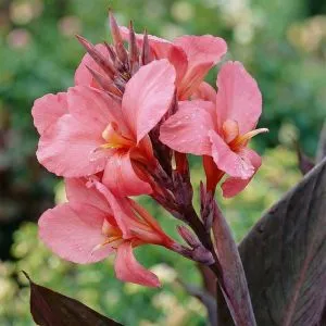 Канна Shining Pink фото