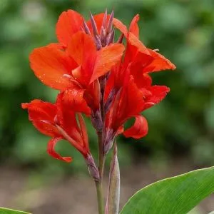 Канна Shining Red фото