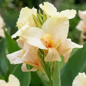 Канна Vanilla Cream фото