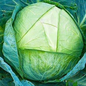 Капуста Белокочанная Сто одежек фото