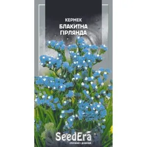 Кермек выемчатый Голубая Гирлянда фото