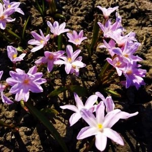 Хионодокса Rose Queen 100 шт/уп фото