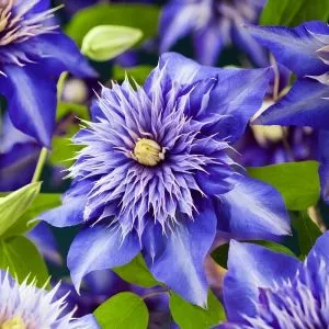 Клематис Multi Blue (Махровый цветок) фото