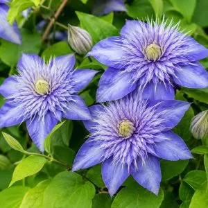 Клематис Multi Blue (Махровый цветок) фото