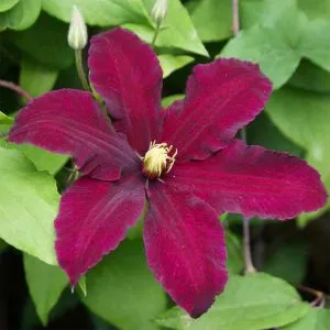 Клематис Niobe фото