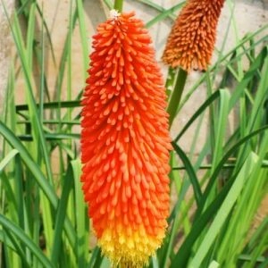 Книфофия Uvaria Grandiflora фото