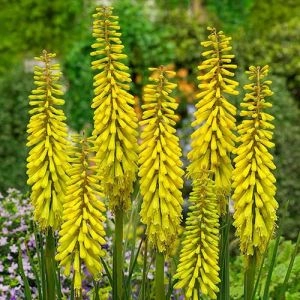 Книфофия Sunningdale Yellow фото