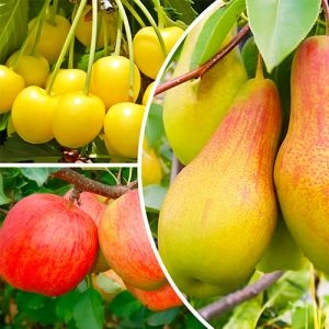 Комплект плодовых деревьев Сладкое Искушение фото