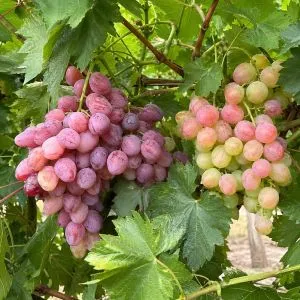 Комплект привитых саженцев винограда Сочный фото
