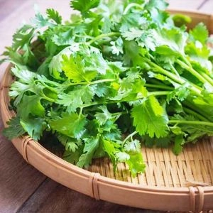 Кориандр обыкновенный фото