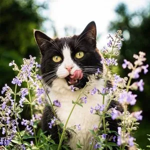 Котовник Six Hills Giant фото