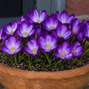 Крокус Barr's Purple фото