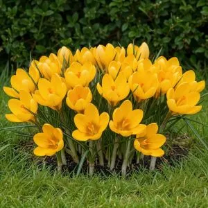 Крокус Golden Yellow фото
