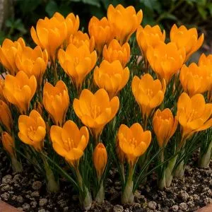 Крокус Orange Monarch фото