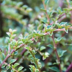 Кизильник Atropurpureus Variegatus фото