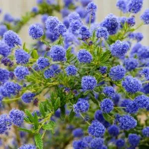 Цеанотус Repens фото