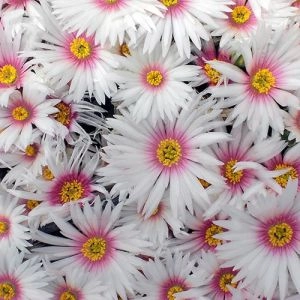 Лампрантус Lido Whitepink фото