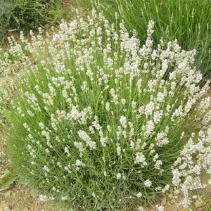 Лаванда Arctic Snow фото
