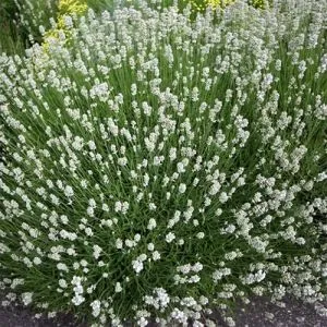 Лаванда Angustifolia Белая фото