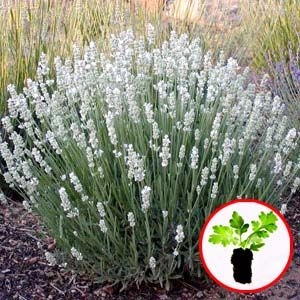 Лаванда Edelweiss (рассада) фото