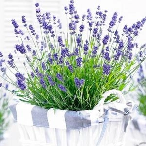 Лаванда Essence Purple фото