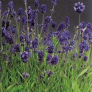 Лаванда Lavance Purple фото